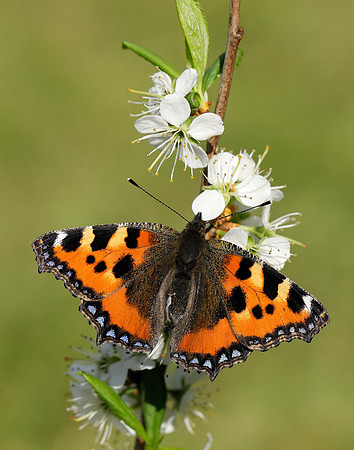 Small Tortoiseshell Aglais urticae