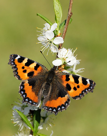 Small Tortoiseshell Aglais urticae