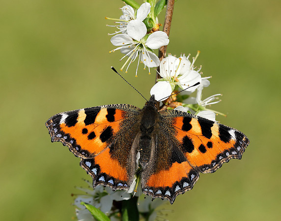 Small Tortoiseshell Aglais urticae