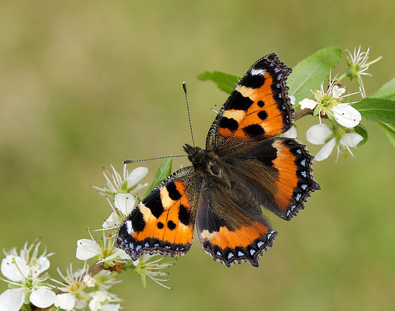 Small Tortoiseshell Aglais urticae