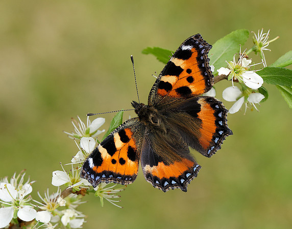 Small Tortoiseshell Aglais urticae