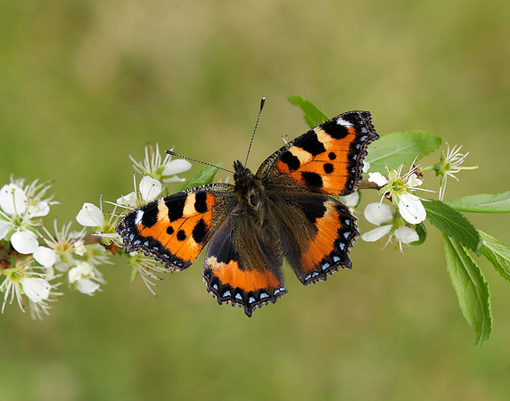 Small Tortoiseshell Aglais urticae