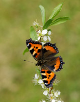 Small Tortoiseshell Aglais urticae