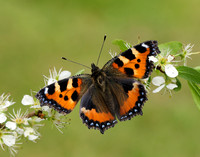 Small Tortoiseshell Aglais urticae