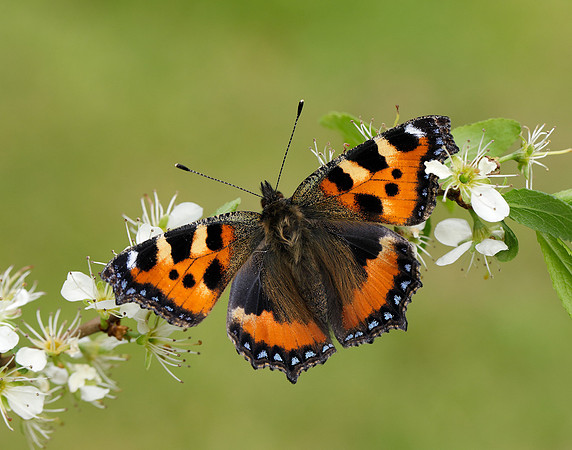Small Tortoiseshell Aglais urticae