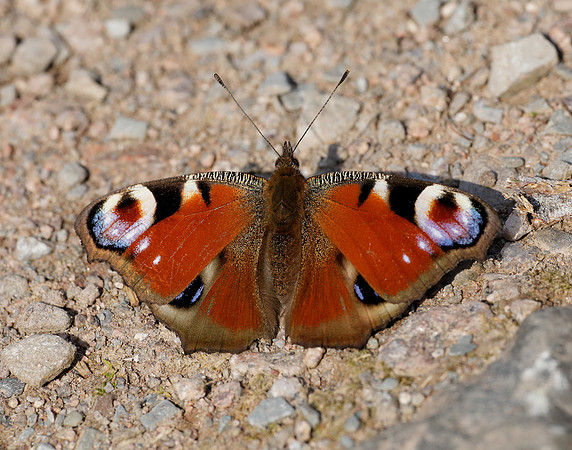 Peacock Aglais io