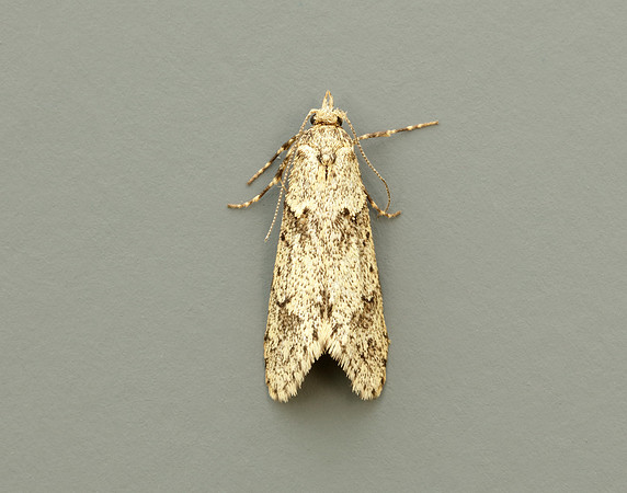29.001 BF663 Diurnea fagella