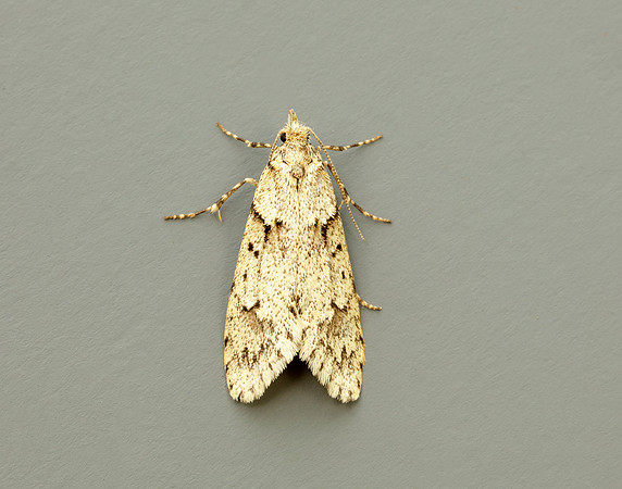 29.001 BF663 Diurnea fagella