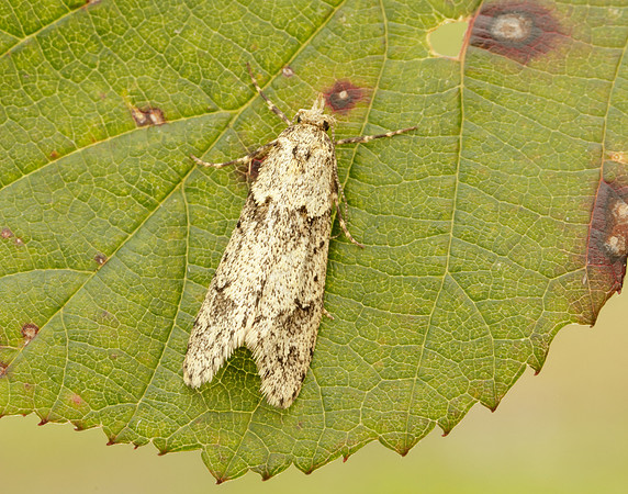 29.001 BF663 Diurnea fagella