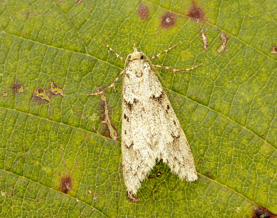 29.001 BF663 Diurnea fagella