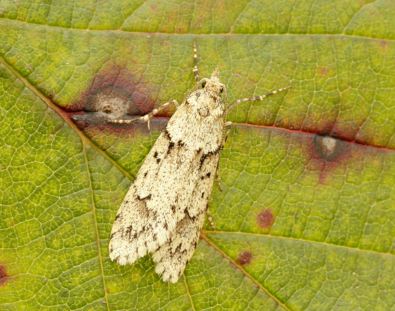 29.001 BF663 Diurnea fagella