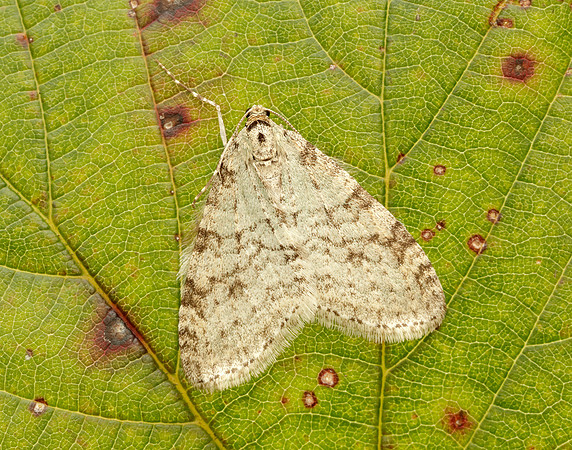 70.202 BF1881 Early Tooth-striped Trichopteryx carpinata