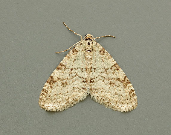 70.202 BF1881 Early Tooth-striped Trichopteryx carpinata