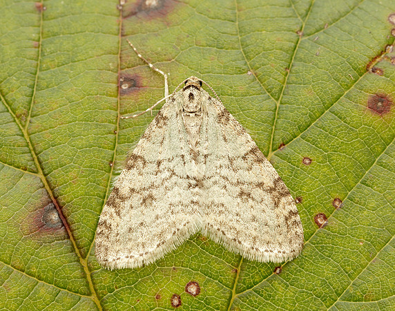 70.202 BF1881 Early Tooth-striped Trichopteryx carpinata