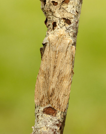 73.201 BF2236 Pale Pinion Lithophane socia