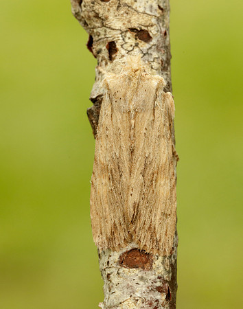 73.201 BF2236 Pale Pinion Lithophane socia