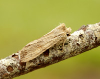 73.201 BF2236 Pale Pinion Lithophane socia