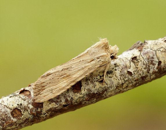 73.201 BF2236 Pale Pinion Lithophane socia