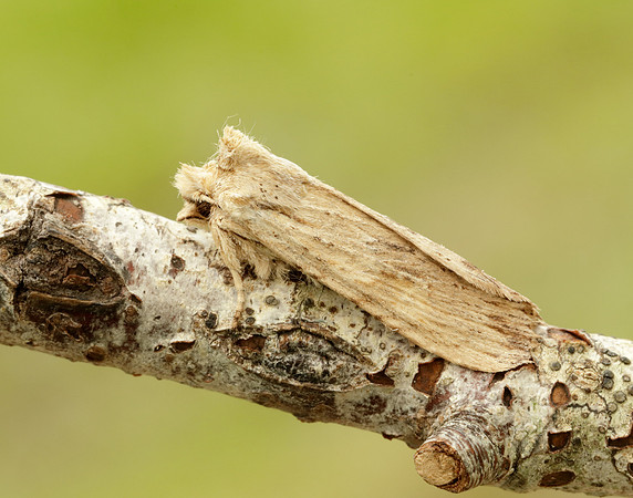 73.201 BF2236 Pale Pinion Lithophane socia