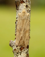 73.201 BF2236 Pale Pinion Lithophane socia