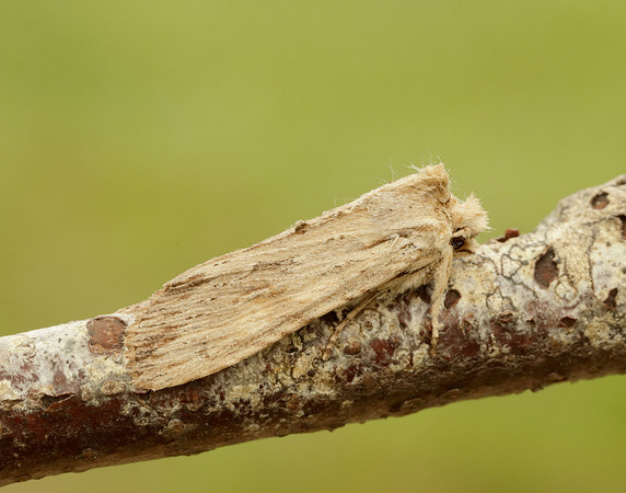 73.201 BF2236 Pale Pinion Lithophane socia