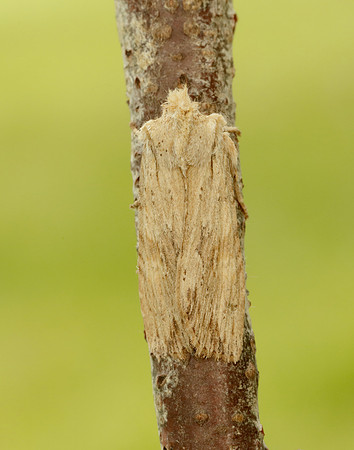 73.201 BF2236 Pale Pinion Lithophane socia