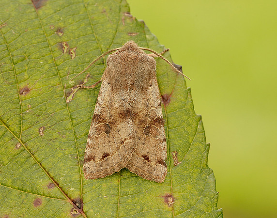 73.242 BF2188 Clouded Drab Orthosia incerta