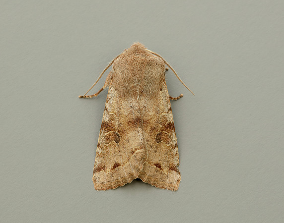 73.242 BF2188 Clouded Drab Orthosia incerta