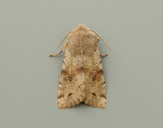 73.242 BF2188 Clouded Drab Orthosia incerta