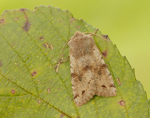 73.242 BF2188 Clouded Drab Orthosia incerta