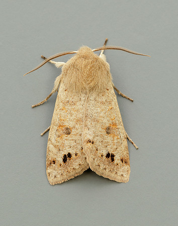73.250 BF2189 Twin-spotted Quaker Anorthoa munda