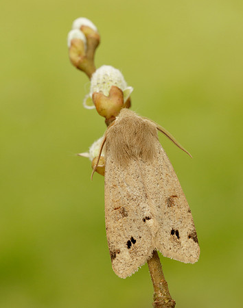 73.250 BF2189 Twin-spotted Quaker Anorthoa munda