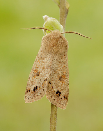 73.250 BF2189 Twin-spotted Quaker Anorthoa munda