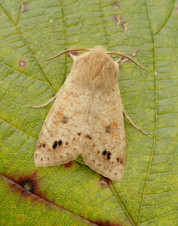73.250 BF2189 Twin-spotted Quaker Anorthoa munda