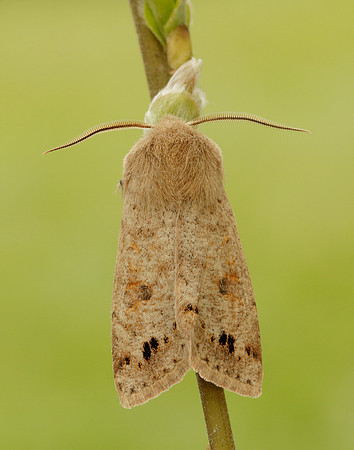 73.250 BF2189 Twin-spotted Quaker Anorthoa munda