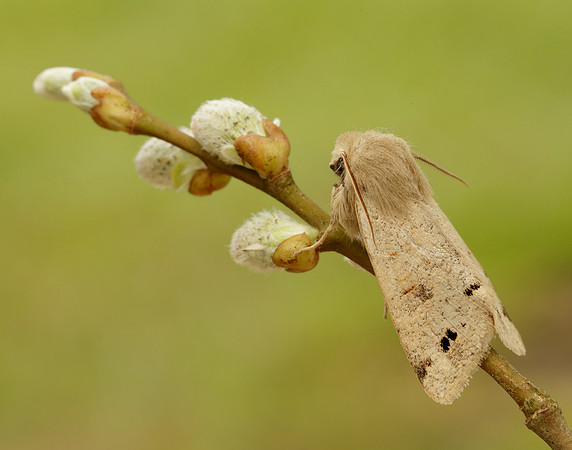 73.250 BF2189 Twin-spotted Quaker Anorthoa munda