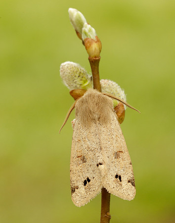73.250 BF2189 Twin-spotted Quaker Anorthoa munda