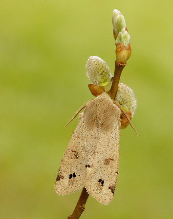 73.250 BF2189 Twin-spotted Quaker Anorthoa munda