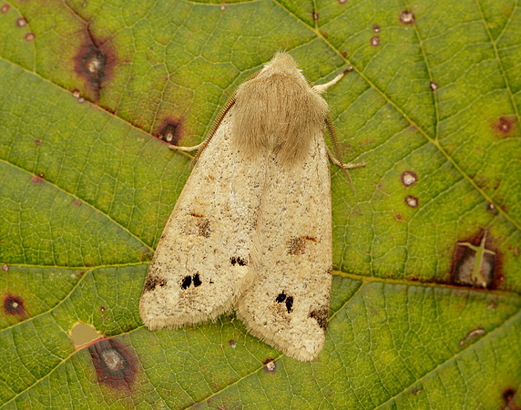 73.250 BF2189 Twin-spotted Quaker Anorthoa munda