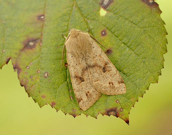 73.250 BF2189 Twin-spotted Quaker Anorthoa munda