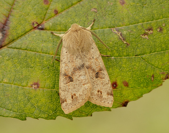 73.250 BF2189 Twin-spotted Quaker Anorthoa munda