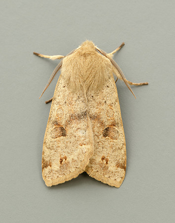 73.250 BF2189 Twin-spotted Quaker Anorthoa munda