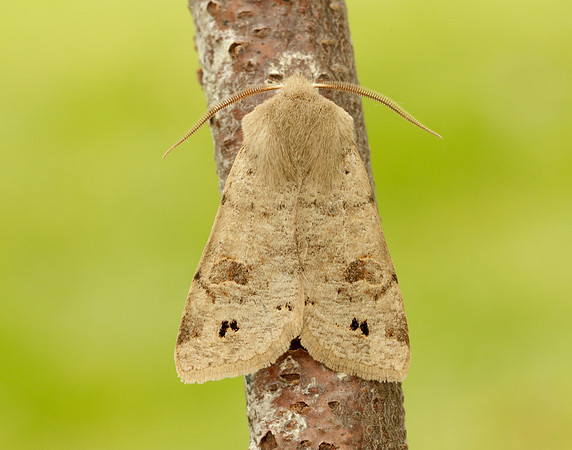 73.250 BF2189 Twin-spotted Quaker Anorthoa munda