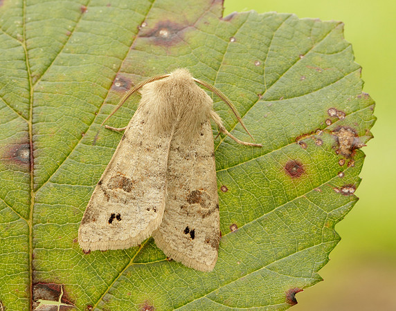 73.250 BF2189 Twin-spotted Quaker Anorthoa munda
