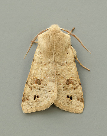 73.250 BF2189 Twin-spotted Quaker Anorthoa munda