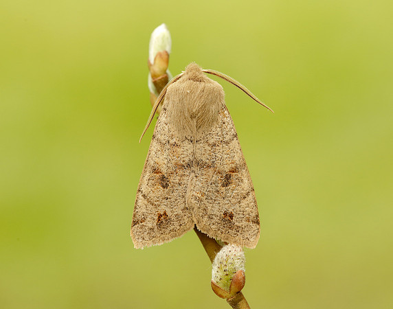 73.250 BF2189 Twin-spotted Quaker Anorthoa munda