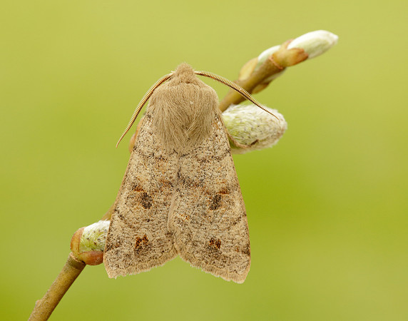 73.250 BF2189 Twin-spotted Quaker Anorthoa munda