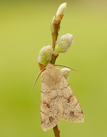73.250 BF2189 Twin-spotted Quaker Anorthoa munda