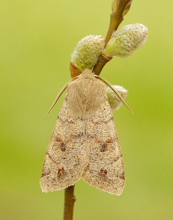73.250 BF2189 Twin-spotted Quaker Anorthoa munda