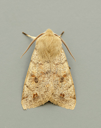 73.250 BF2189 Twin-spotted Quaker Anorthoa munda